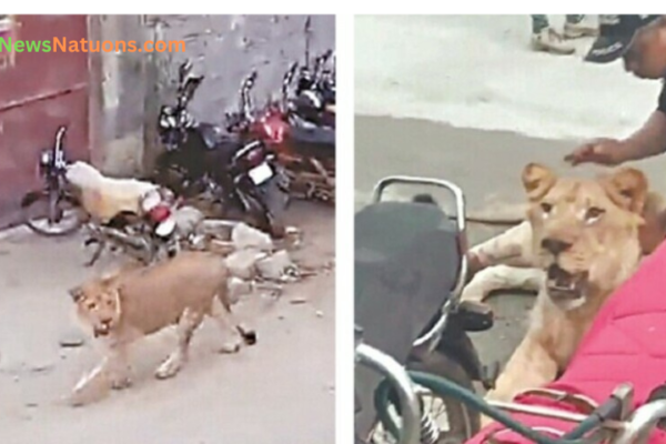 Lion Escapes and Attacks in Lahore’s Johar Town